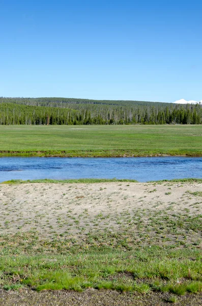 Träd Flod Geyser Och Varm Källa Gamla Trogna Bassängen Yellowstone — Stockfoto