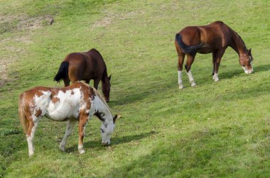 Praglia Yaylası İtalya Liguria bir çayır ata