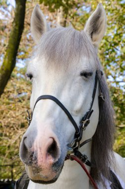 Praglia Yaylası İtalya Liguria bir çayır ata