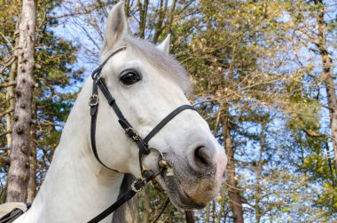 Praglia Yaylası İtalya Liguria bir çayır ata