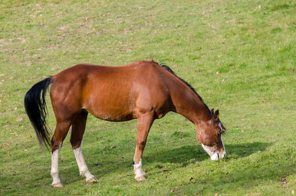 在意大利利古里亚的普拉利亚高原的草地上的马 — 图库照片
