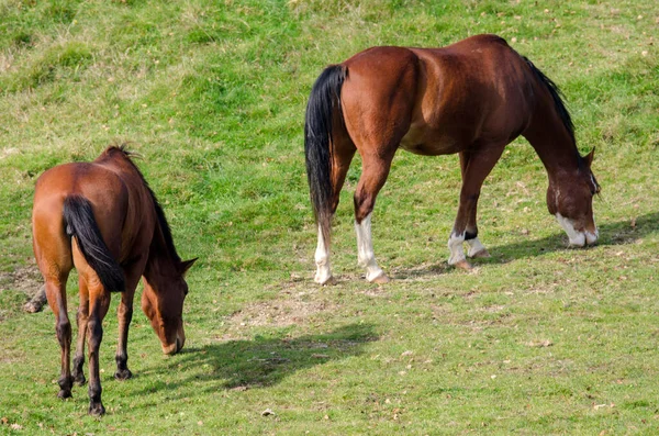 Pferd Auf Einer Weide Praglia Plateau Ligurien Italien — Stockfoto