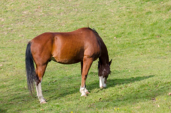 Pferd Auf Einer Weide Praglia Plateau Ligurien Italien — Stockfoto