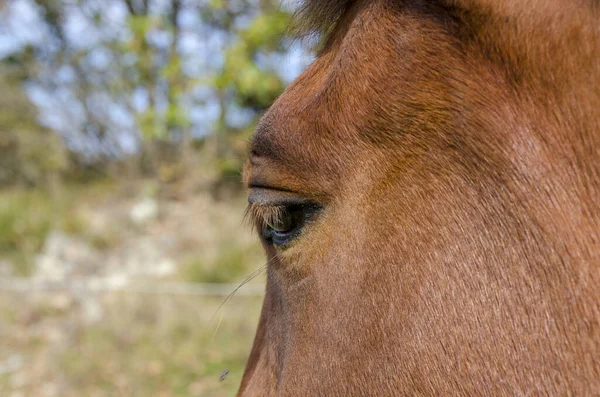 Cavallo Prato Praglia Altopiano Liguria Italia — Foto Stock