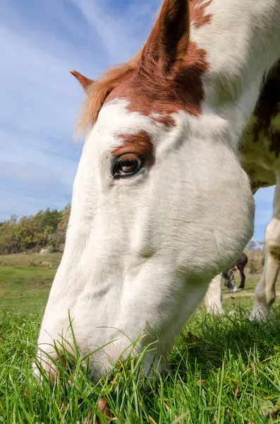 Cheval Sur Pré Dans Plateau Praglia Ligurie Italie — Photo