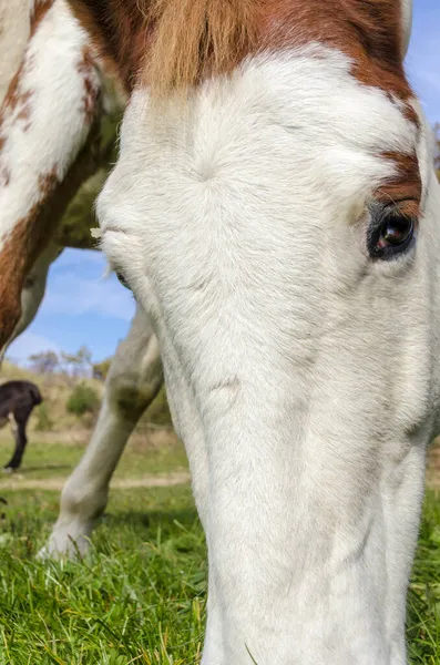 Horse Meadow Praglia Plateau Liguria Italy — Stock Photo, Image