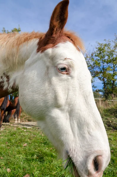 Pferd Auf Einer Weide Praglia Plateau Ligurien Italien — Stockfoto