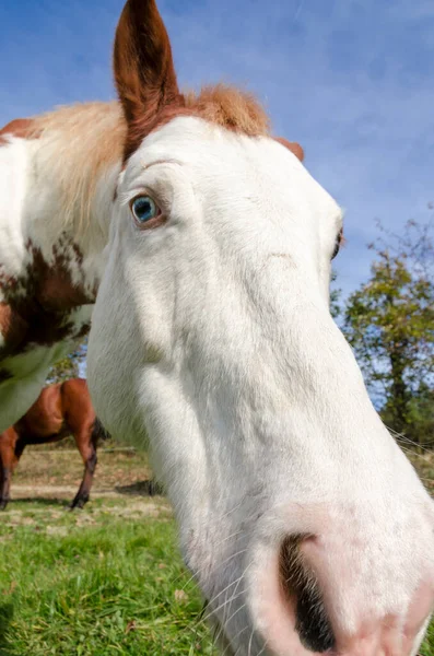 Paard Een Weide Praglia Plateau Ligurië Italië — Stockfoto