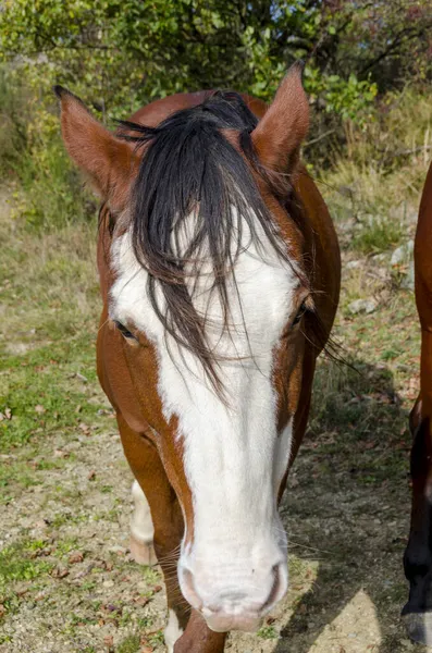 Pferd Auf Einer Weide Praglia Plateau Ligurien Italien — Stockfoto