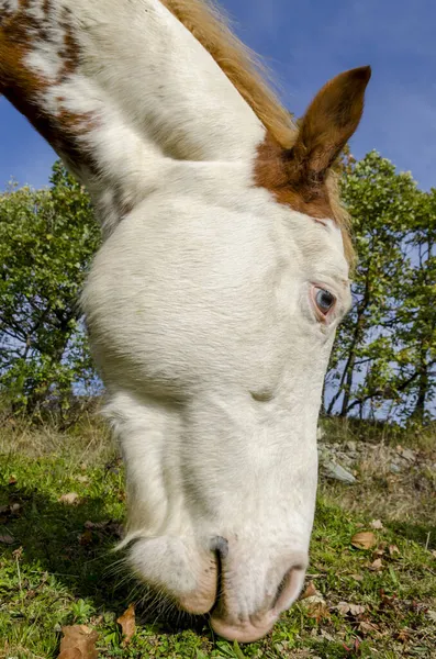 Pferd Auf Einer Weide Praglia Plateau Ligurien Italien — Stockfoto