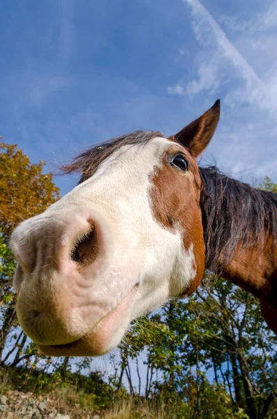 Häst Äng Praglia Platå Ligurien Italien — Stockfoto