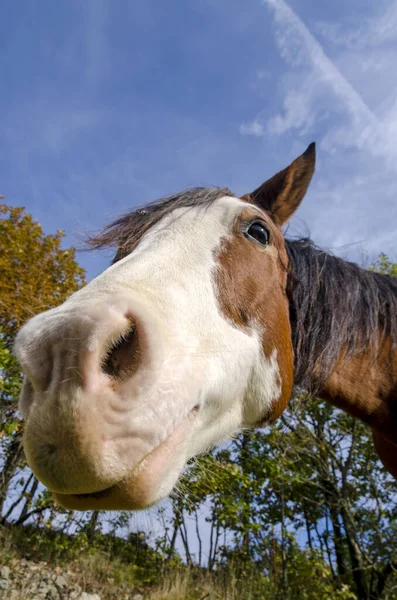 Paard Een Weide Praglia Plateau Ligurië Italië — Stockfoto