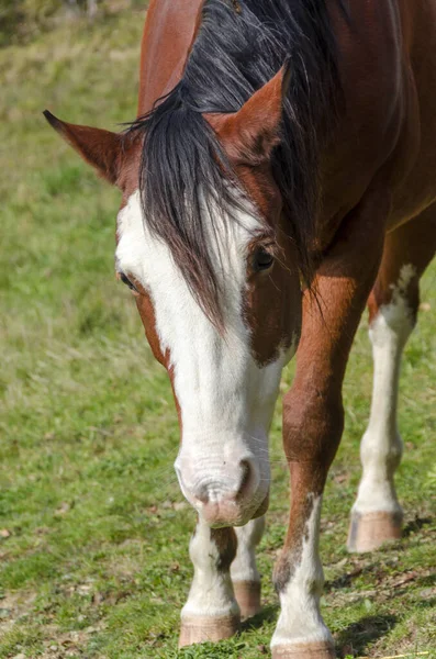 Horse Meadow Praglia Plateau Liguria Italy — Stock Photo, Image