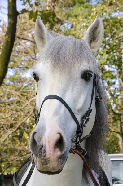 horse on a meadow in Praglia plateau in Liguria in Italy