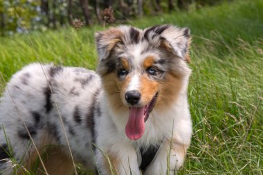 Mavi merle Avustralya çoban köpeği İtalya 'da Liguria' da nergis otlağının çayırında.