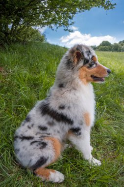 Mavi merle Avustralya çoban köpeği İtalya 'da Liguria' da nergis otlağının çayırında.