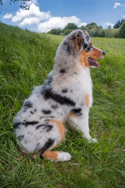Mavi merle Avustralya çoban köpeği İtalya 'da Liguria' da nergis otlağının çayırında.