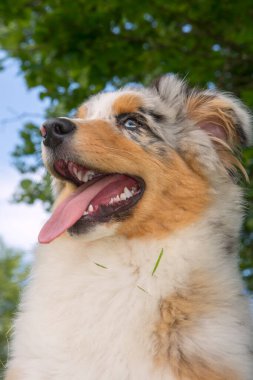 Mavi merle Avustralya çoban köpeği İtalya 'da Liguria' da nergis otlağının çayırında.