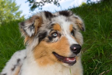 Mavi merle Avustralya çoban köpeği İtalya 'da Liguria' da nergis otlağının çayırında.