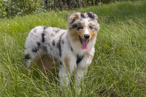 Mavi Merle Avustralya Çoban Köpeği Talya Liguria Nergis Otlağının Çayırında — Stok fotoğraf