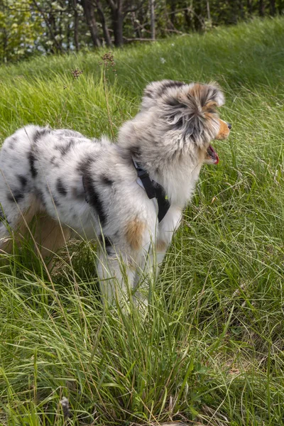 Blå Merle Australiska Herde Valp Hund Ängen Ängen Påskliljor Ligurien — Stockfoto