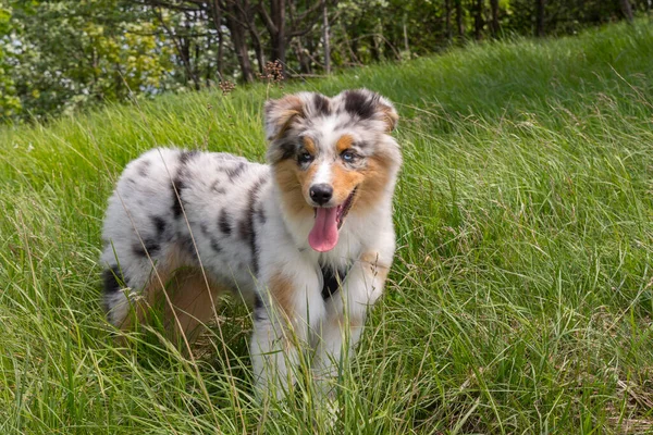 Bleu Merle Chien Berger Australien Chiot Sur Prairie Prairie Jonquilles — Photo