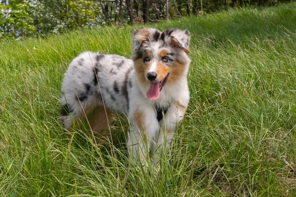 Blue Merle Australischer Schäferhund Auf Der Narzissenwiese Ligurien Italien — Stockfoto