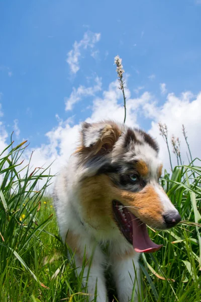 Merle Azzurro Cane Pastore Australiano Sul Prato Del Prato Dei — Foto Stock