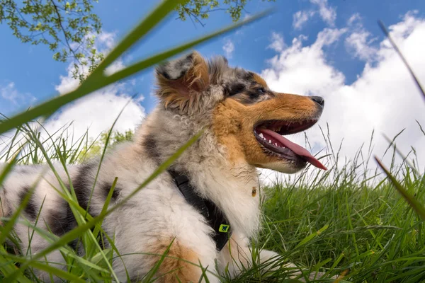 イタリアのリグーリア州の水仙の牧草地にある青い子羊のオーストラリアの羊飼いの子犬の犬 — ストック写真