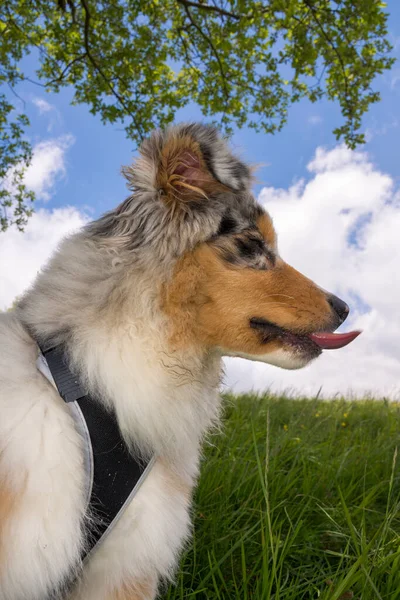 イタリアのリグーリア州の水仙の牧草地にある青い子羊のオーストラリアの羊飼いの子犬の犬 — ストック写真