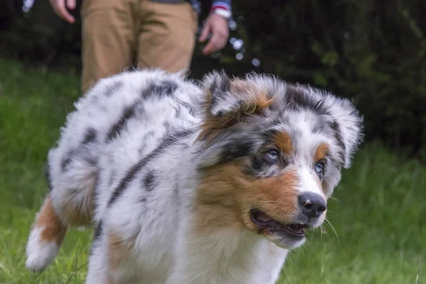 Blue Merle Australischer Schäferhund Auf Der Narzissenwiese Ligurien Italien — Stockfoto