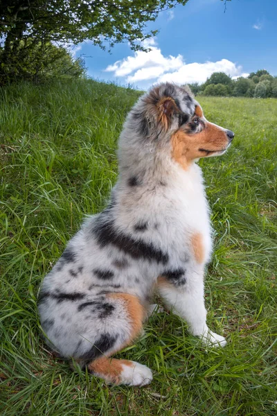 Blue Merle Australian Shepherd Puppy Dog Meadow Meadow Daffodils Liguria — Stock Photo, Image