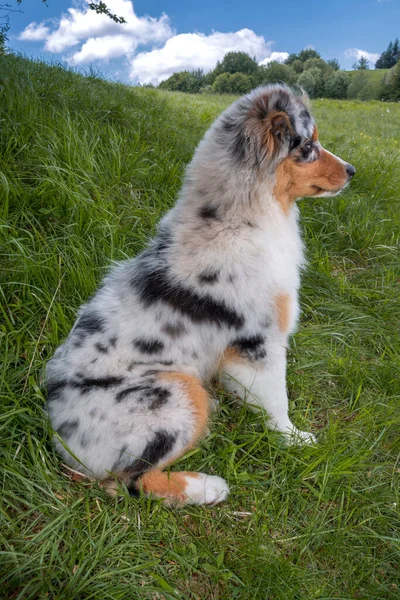 Perrito Pastor Australiano Merle Azul Prado Del Prado Narcisos Liguria — Foto de Stock