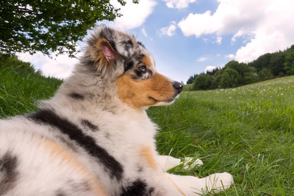 Blue Merle Australischer Schäferhund Auf Der Narzissenwiese Ligurien Italien — Stockfoto