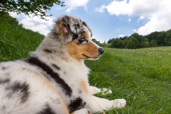 イタリアのリグーリア州の水仙の牧草地にある青い子羊のオーストラリアの羊飼いの子犬の犬 — ストック写真