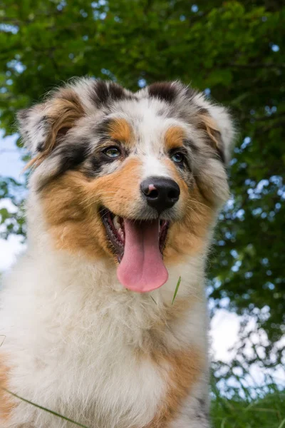 Perrito Pastor Australiano Merle Azul Prado Del Prado Narcisos Liguria — Foto de Stock