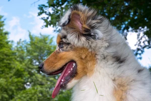 Blue Merle Australian Shepherd Puppy Dog Meadow Meadow Daffodils Liguria — Stock Photo, Image