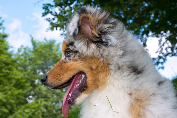 Bleu Merle Chien Berger Australien Chiot Sur Prairie Prairie Jonquilles — Photo