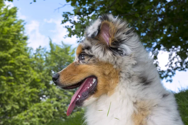 Blå Merle Australiska Herde Valp Hund Ängen Ängen Påskliljor Ligurien — Stockfoto