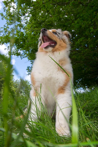 Bleu Merle Chien Berger Australien Chiot Sur Prairie Prairie Jonquilles — Photo