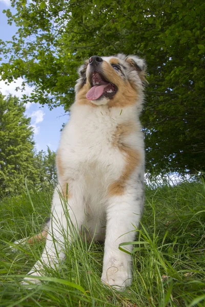 Perrito Pastor Australiano Merle Azul Prado Del Prado Narcisos Liguria — Foto de Stock