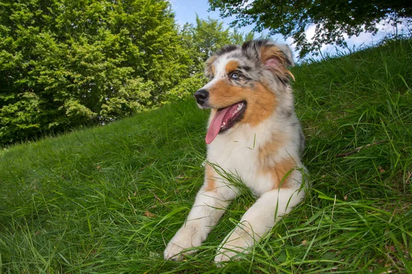 イタリアのリグーリア州の水仙の牧草地にある青い子羊のオーストラリアの羊飼いの子犬の犬 — ストック写真