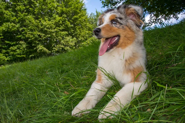 Merle Azzurro Cane Pastore Australiano Sul Prato Del Prato Dei — Foto Stock