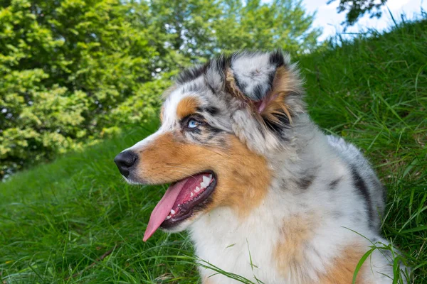 Azul Merle Cão Cão Pastor Australiano Prado Prado Narcisos Ligúria — Fotografia de Stock