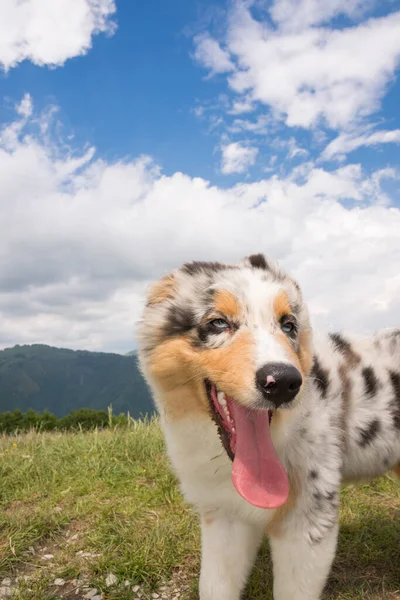 Merle Azzurro Cane Pastore Australiano Sul Prato Del Prato Dei — Foto Stock