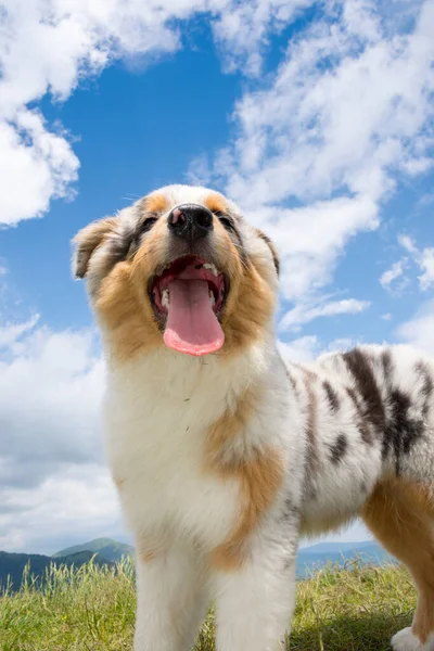 Blauwe Merle Australische Herder Puppy Het Weitje Van Narcissen Weide — Stockfoto