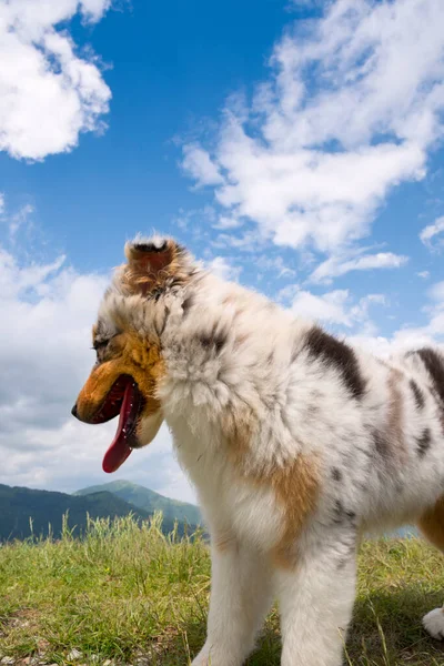 イタリアのリグーリア州の水仙の牧草地にある青い子羊のオーストラリアの羊飼いの子犬の犬 — ストック写真