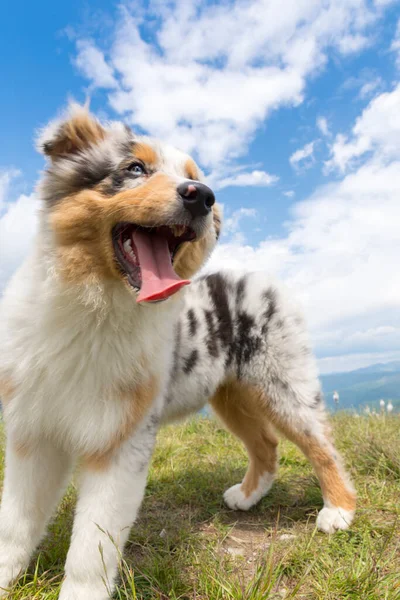 Blue Merle Australian Shepherd Puppy Dog Meadow Meadow Daffodils Liguria — Stock Photo, Image