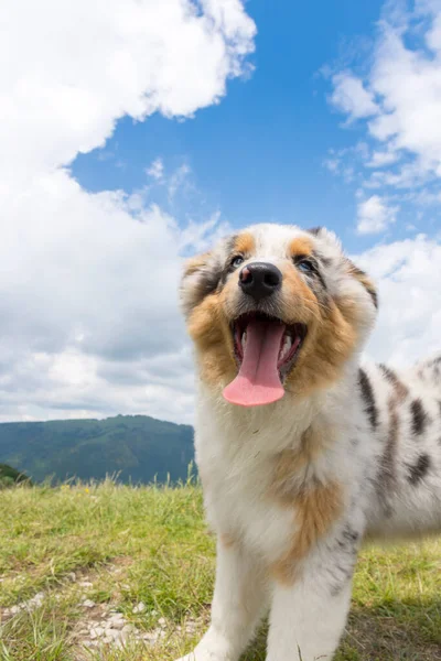 Blue Merle Australian Shepherd Puppy Dog Meadow Meadow Daffodils Liguria — Stock Photo, Image