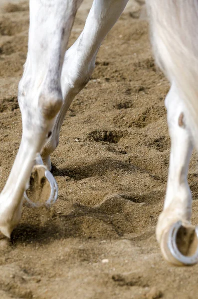 Cavalo Casco Que Bares Chão Arenoso Itália — Fotografia de Stock